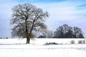 rural landscape in winter