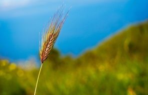 Field Corn Agriculture