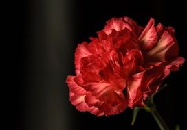 red lush carnation on a black background