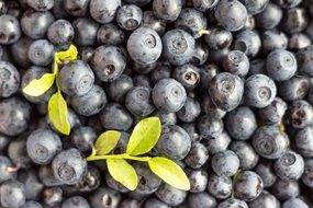 A lot of the fresh blueberries in summer