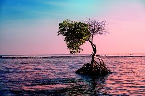 incredible beauty pink Landscape