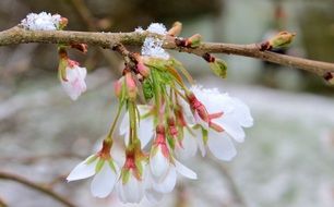 cherry blossom with snow cover