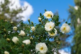 bush of white roses on a clear day