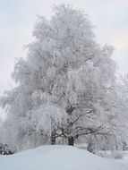 beautiful snowy tree, finland