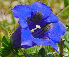 Alpine blue Flowers