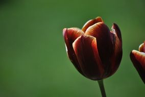 closed tulip flower in closeup