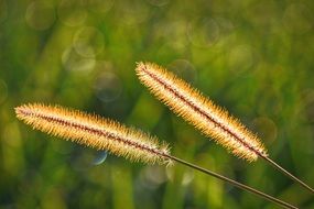 bright autumn grass