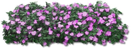 blooming shrub with purple flowers on a white background