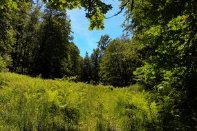 Mountain Grass Landscape