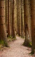 forest path through trees close up