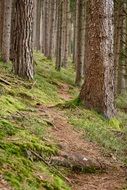 forest path through the pines