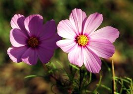 small purple flowers in the sun