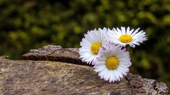 Yellow daisy flowers with white petals on the wood