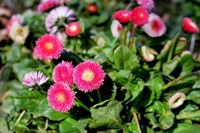 pink Daisy flowers macro