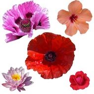 isolated garden flowers