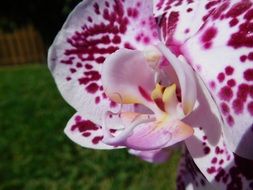incredibly delicious Orchid Flower