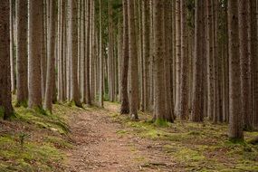 forest path through trees