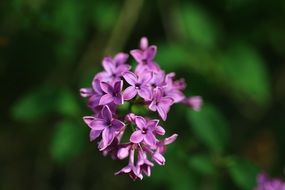 spring blooming lilac closeup
