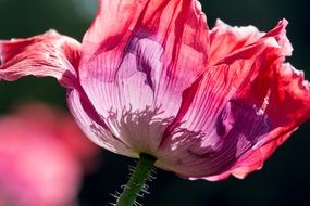 Poppy Flowers at back light, macro