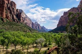 Green trees near the rocky mountains