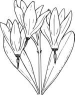 painted crocuses