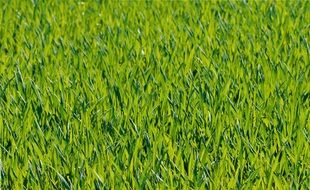 extraordinary beautiful Grass