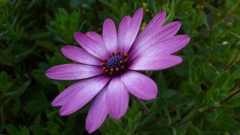 Flower Beauty Violet
