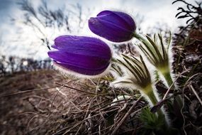 Closeup picture of purple flowers on the field