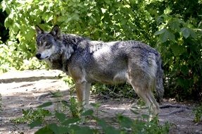 Beautiful wolf in the green forest