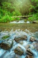 river among stones in a green forest