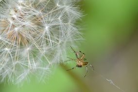 closeup photo of spider on a dandelion