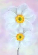two white daffodils with a yellow core