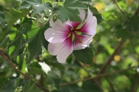 delicate bush flower in summer