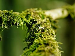 green moss on a tree branch in a forest in a marshland at blurred background