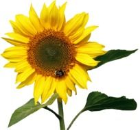 Yellow Sunflower with bee