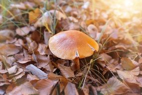 brown Mushroom in fall Forest closeup