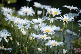 daisies in a flowering garden in summer