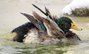 Mallard Male on the water close-up