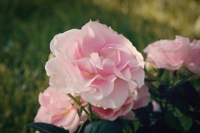 Pink fluffy Roses in garden at evening on a blurred background