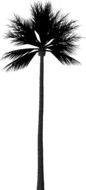 Silhouette Palm as a drawing