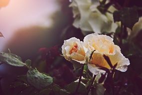 Nature Roses Flowers