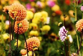 colorful autumn dahlias on a blurred background