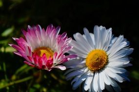 Flowers Plants Daisies