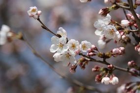 white cherry blossom close up