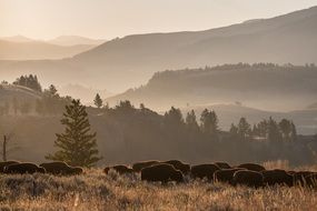 Bison Herd pasturing Wildlife scene