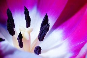 middle of a tulip flower