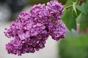 bright lilac buds on a branch on a blurred background