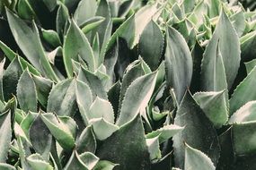 extraordinary beautiful Plants Cactus