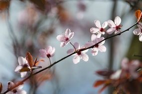 pleasing Pink Purple Blossom