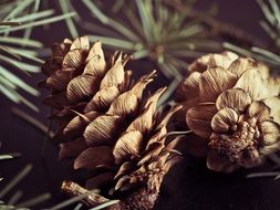 two pine cones